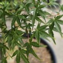 Acer palmatum 'Ueno Yama' - 1