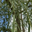 Salix sepulcralis 'Chrysocoma' - Foto 5