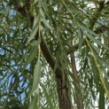 Salix sepulcralis 'Chrysocoma' - Foto 6