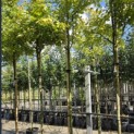 Amelanchier arborea 'Robin Hill' - Foto 4