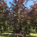 Fagus sylvatica 'Atropunicea' - 1