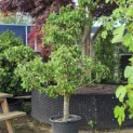 Pyrus c. 'Conference' - 1
