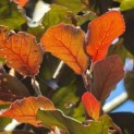 Fagus sylvatica 'Riversii' - impressie jong zomerblad