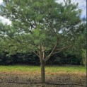 Pinus sylvestris - 6