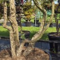 Quercus Suber - Foto 1
