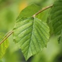 Betula nigra