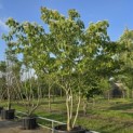 Cornus controversa - Foto 2