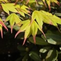 Acer palmatum 'Tsumabeni' - 2