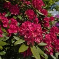 Rhododendron 'Nova Zembla' - Foto 2