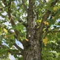 Cercidiphyllum japonicum - Foto 2