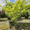 Gleditsia triacanthos ‘Sunburst' - Foto 2