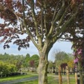 Acer palmatum 'Bloodgood' - Foto 2