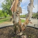 Betula nigra - 3