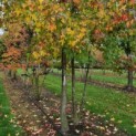 Liquidambar styraciflua - Foto 1