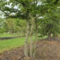 Carpinus Betulus - Foto 3