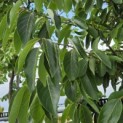 Diospyros virginiana - 1