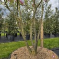 Magnolia 'Susan' - 5