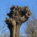 Salix Alba - 1