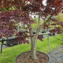Acer palmatum 'Bloodgood' - 4
