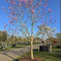 Magnolia 'Galaxy' - 2