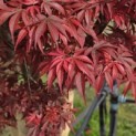 Acer palmatum 'Skeeter's Broom' - 3