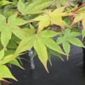 Acer palmatum 'Osakazuki - Foto 1