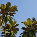 Magnolia grandiflora 'Galissonnière' - 1