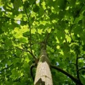Liriodendron tulipifera - nr 315 juni 2024