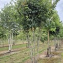 Parrotia persica 'Vanessa' - Foto 3