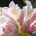 Rhododendron 'Cunningham's White' - Foto 1
