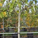 Ficus carica - Foto 6