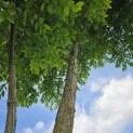 Gymnocladus dioica - 3