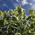 Liriodendron tulipifera 'Snowbird' - 5
