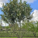 Prunus laurocerasus 'Caucasica' - Foto 5