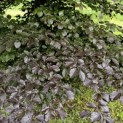 Fagus sylvatica 'Atropunicea' - 5