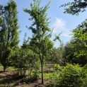 Prunus domestica d' Althan - Foto 1