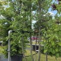 Quercus ilex - 3