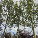 Quercus ilex - 2