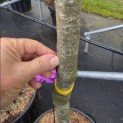 Quercus ilex - 1