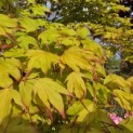Acer palmatum 'Tsumabeni' - 4