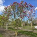 Magnolia 'Susan' - 1