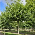 Carpinus betulus - Foto 2
