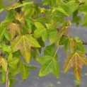 Acer buergerianum - 1