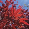Acer palmatum 'Bloodgood' - 1