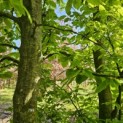 Carpinus betulus - 2