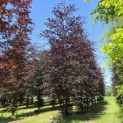 Fagus sylvatica 'Atropunicea' - 1