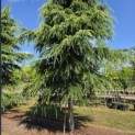 Cedrus deodara 'Aurea' - 2