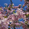 Malus floribunda - 2