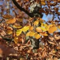 Fagus sylvatica 'Atropunicea' - 6