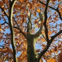 Fagus sylvatica 'Atropunicea' - Bijzondere gaffelstam halverwege.  november 2025